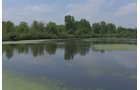 Pond on a farm in Lake County, Indiana - LAND AUCTION - 147+/- ACRES OFFERED IN 3 TRACTS IN LAKE COUNTY, INDIANA